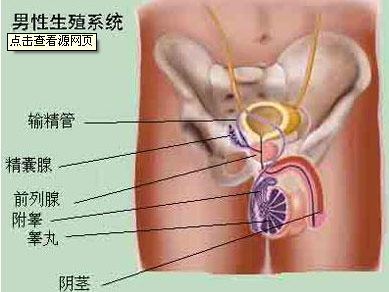 早泄,早泄症状