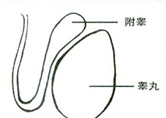 早泄的病因
